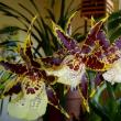 Орхидея камбрия уход и размножение в домашних условиях пересадка после покупки реанимация
