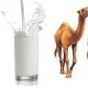 Описание шубата с фото, полезные свойства напитка из верблюжьего молока