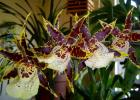 Орхидея камбрия уход и размножение в домашних условиях пересадка после покупки реанимация