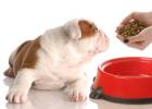 Почему собака не ест сухой корм?