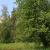 Ольха серая: описание, фото дерева и листьев Ольха серая латынь